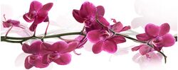 Cerrol Orchis centro 50x20